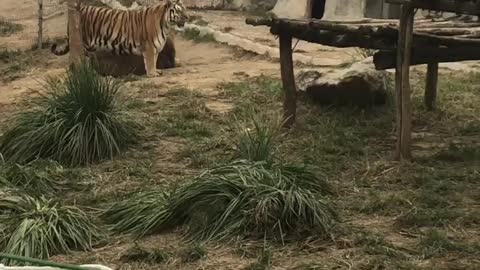 The tiger walked from the yard to the cave