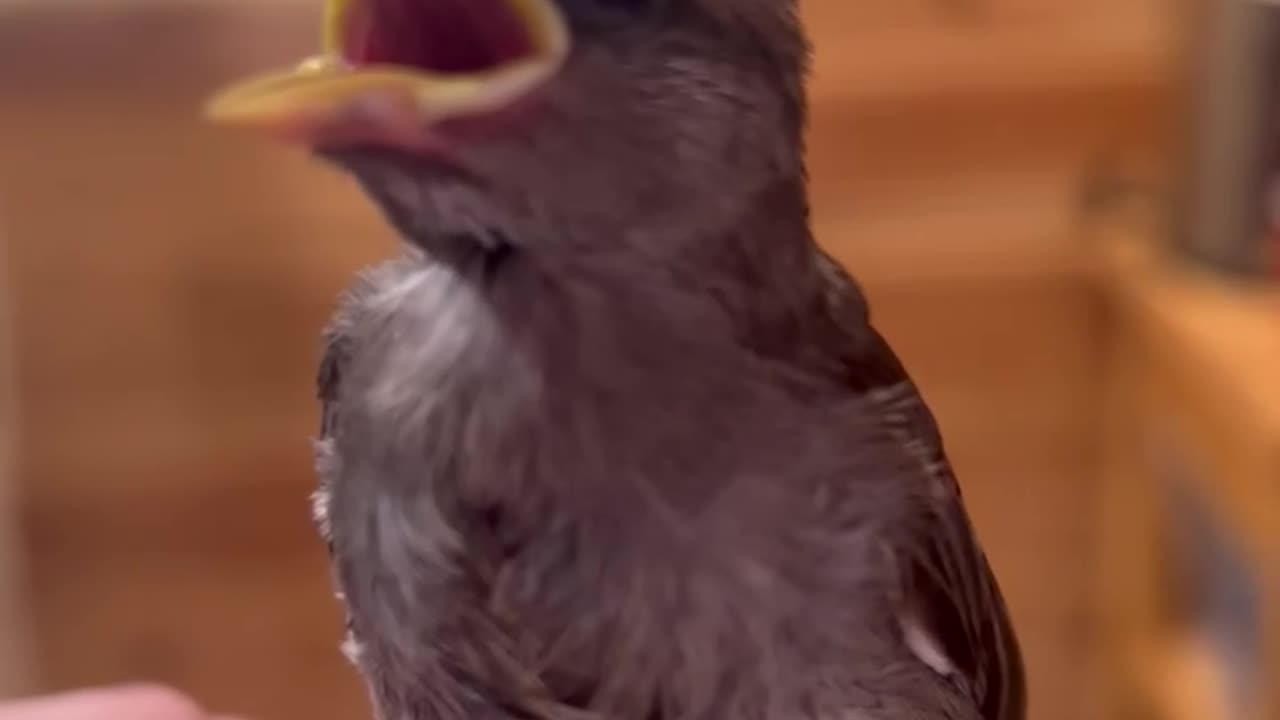 Cute baby bird | Animal Videos