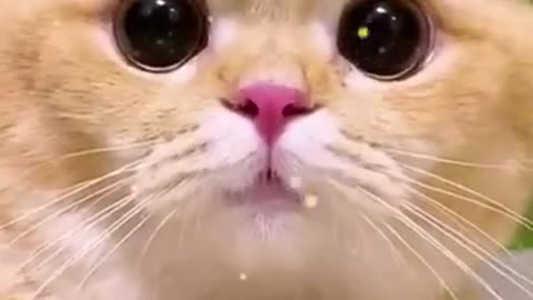 Very funny animals videos 🤗🐈🥳🥳🥳