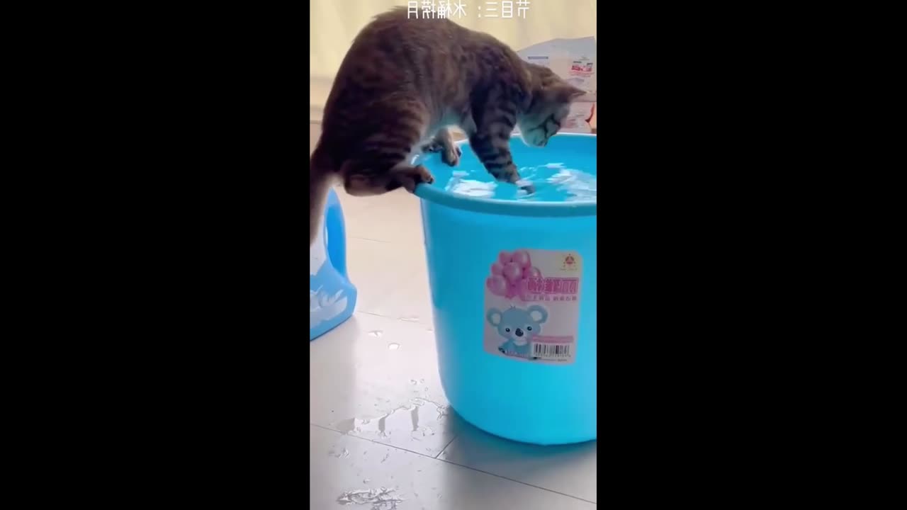 Cat drinking water