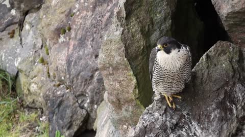 The Brutal Hawk Rips Wild Animals| Summary Of Hawk's Most Terrifying Attacks With Wild Animals