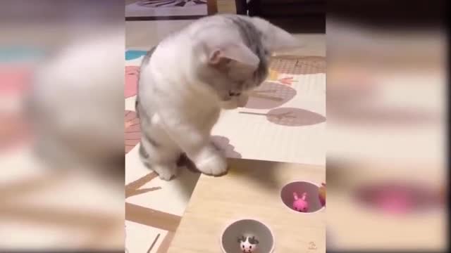 I got the cat which is very cute.