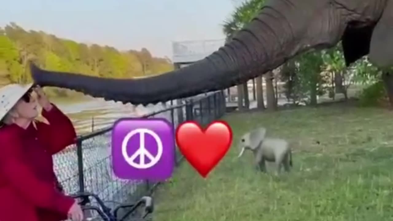 Funny Animals