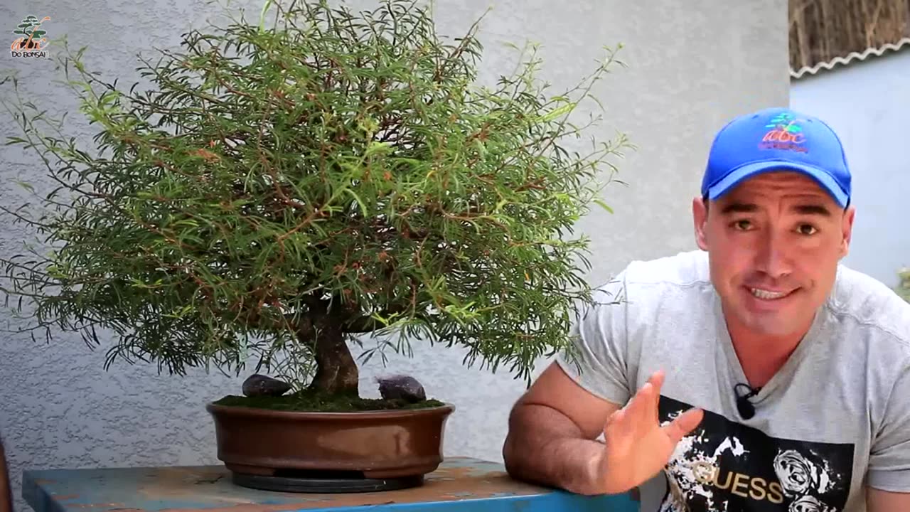 TRABALHANDO O BONSAI DE UM INSCRITO DO CANAL CALLIANDRA ROSA