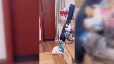 funniest animal video compilation 🤣😅