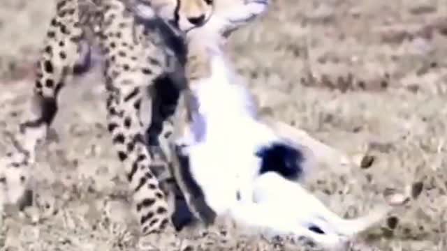 Cheetah Cub Playing with Gazelle.