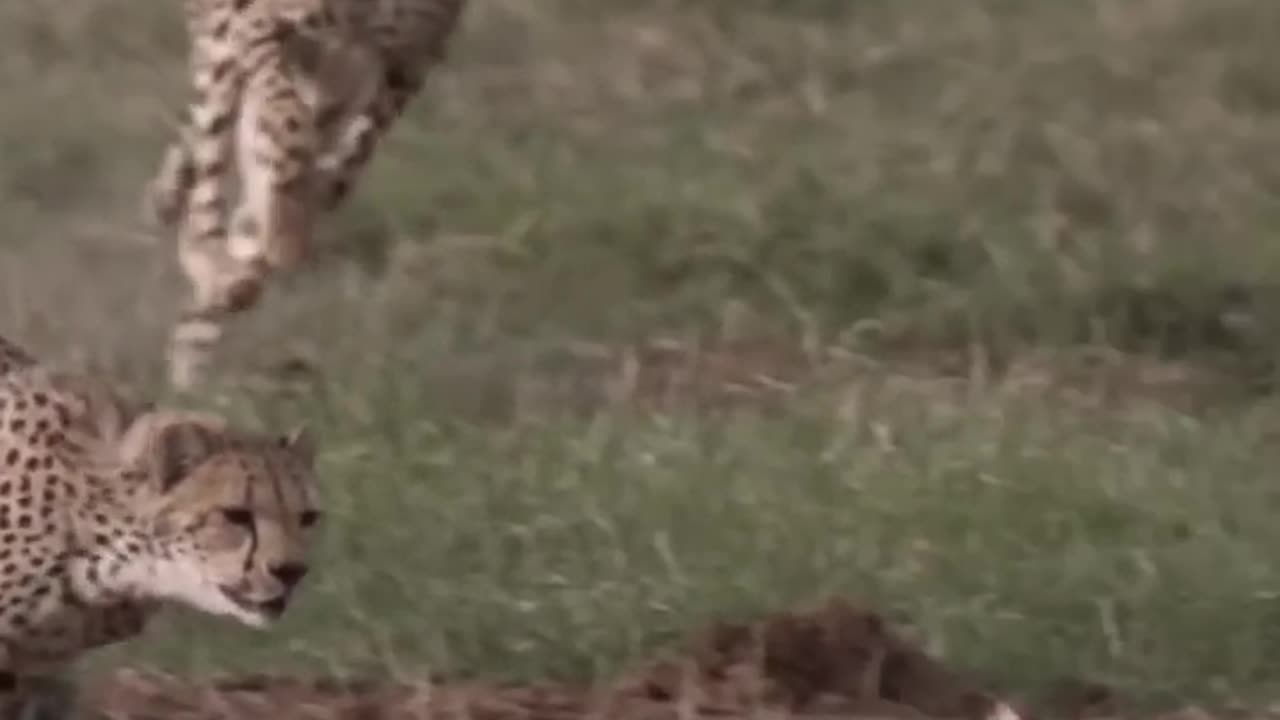 Tiger Vs Rabbit