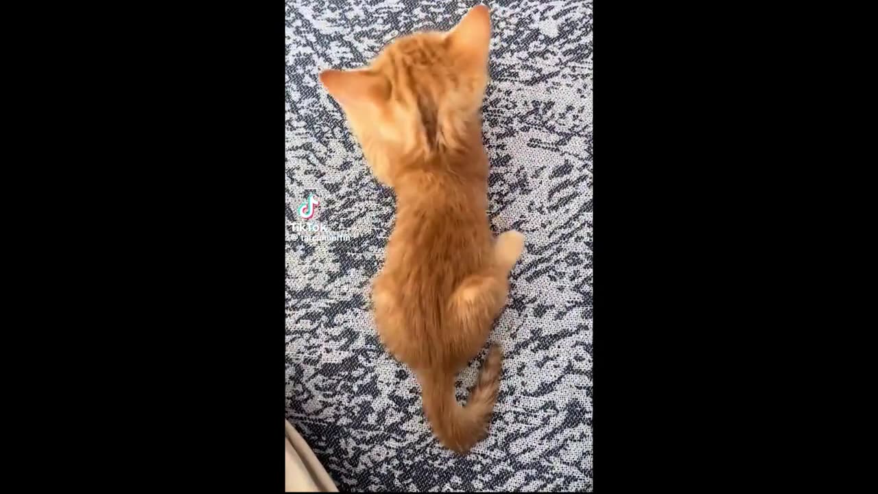 FUNNY CAT COMPILATION 6