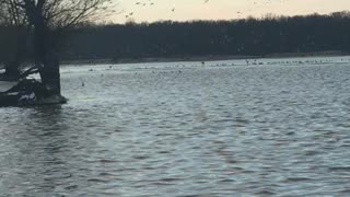 Duck Valhalla
