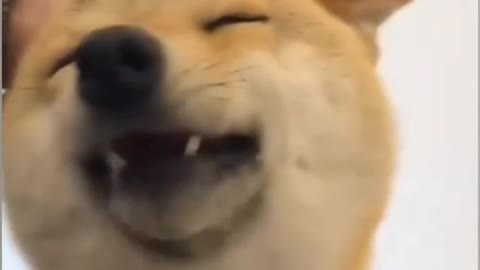 Funny Animal Videos 2022 / Cats & Dogs