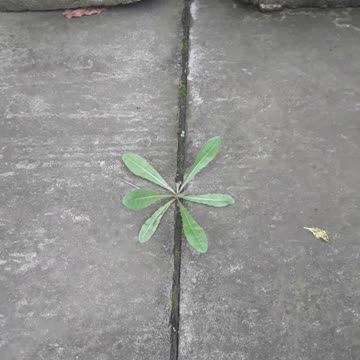 Grass grows in concrete