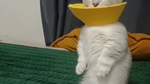 Cute little animals2