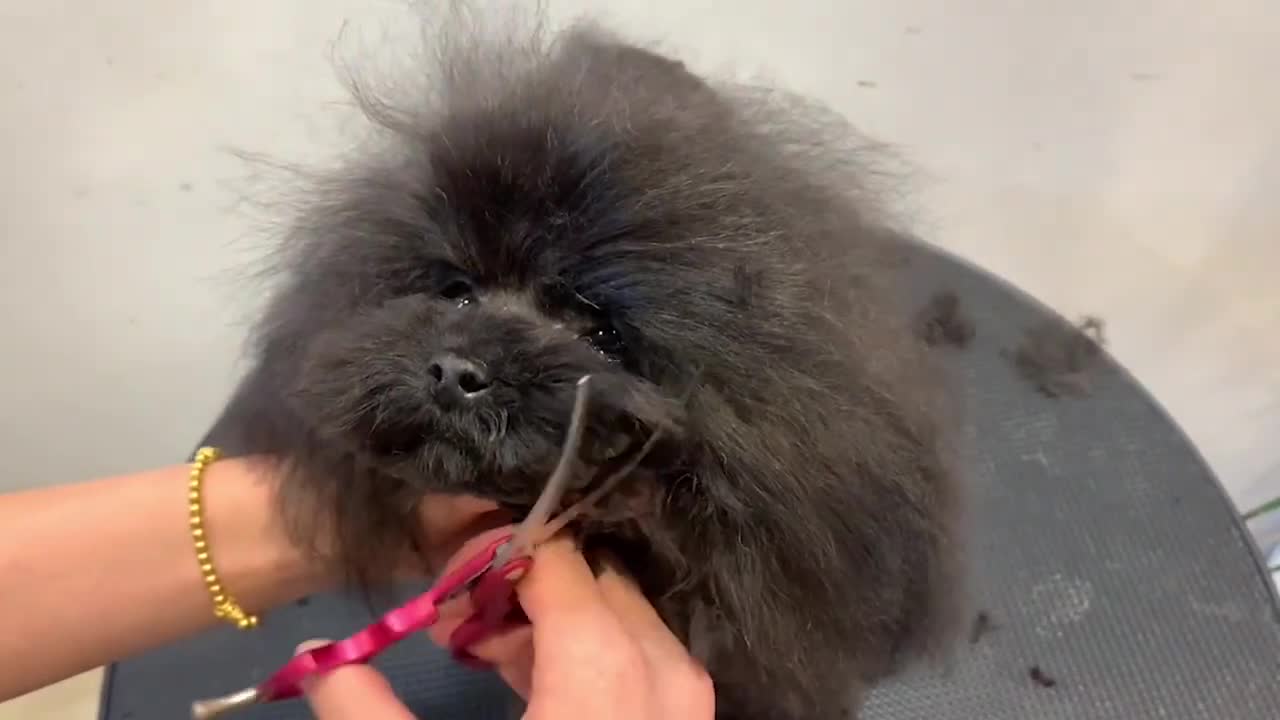 Miniature Black Poodle Puppy Grooming - Puppy Groomy