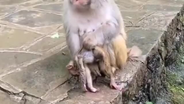 Monkey love