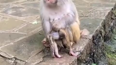 Monkey love