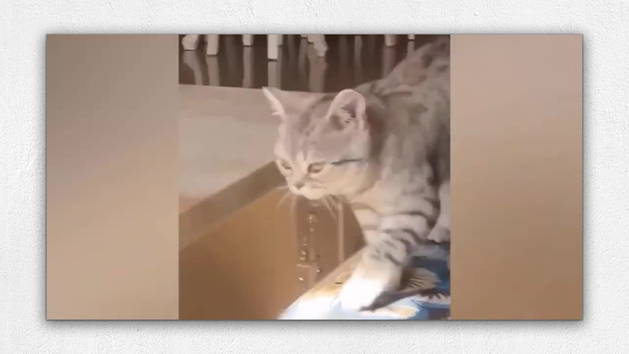 Cute funny cat video