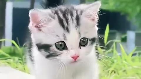 Cute Cat video: the funniest and Most Adorable Clip