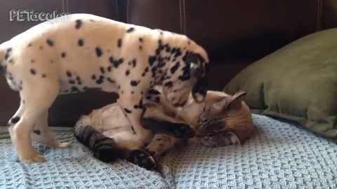 Dalmatian Dogs Compilation Video