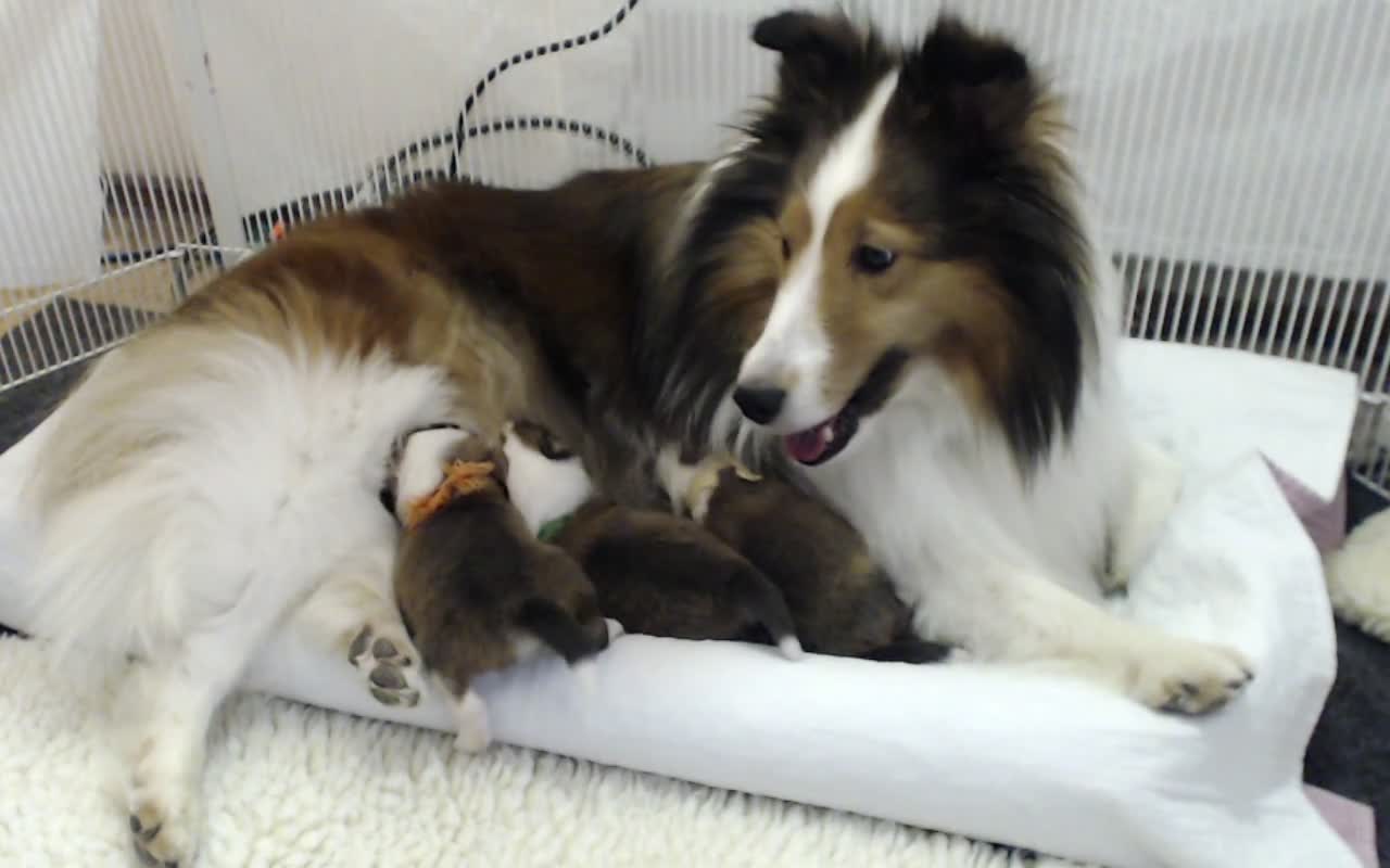 Woodruff Shelties "Heaven & Earth" PuppyCam 1 week old B Toddlers