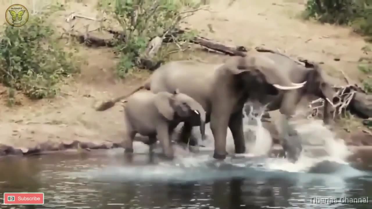 What Elephants Think