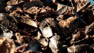 Extreme heat ravages Greece's mussel harvest