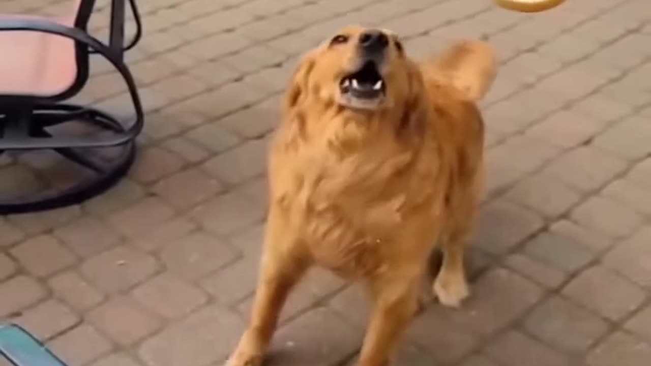 Laugh Out Loud with the Latest Funny Videos 2023! 😆 Cute Cats and Dogs 🐱🐶 Episode 1