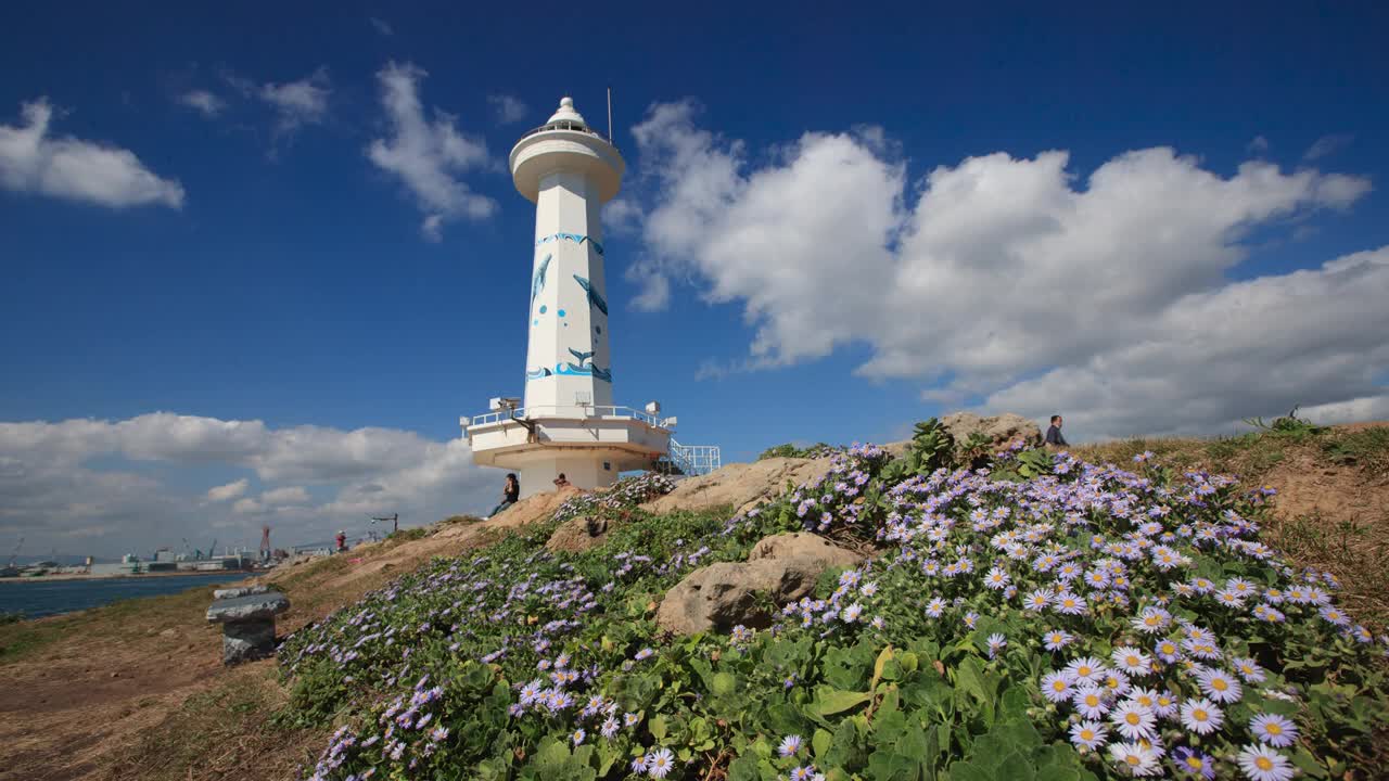 슬도등대 해국