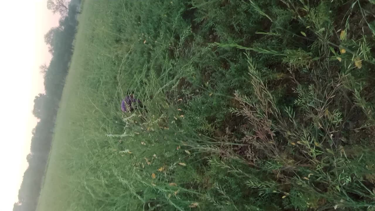 Indian boy do farming in his field