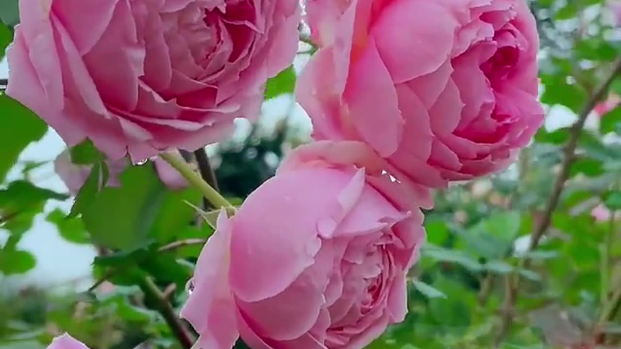 Amazing Pink roses 🌹