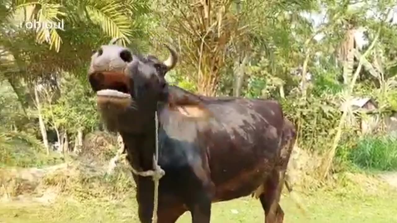 Have you ever heard the sound of a cow? Click on the video and hear the sound in a new way.