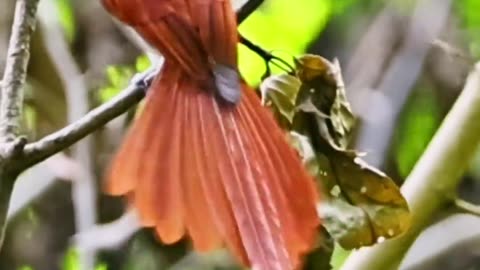 The Indian paradise flycatcher