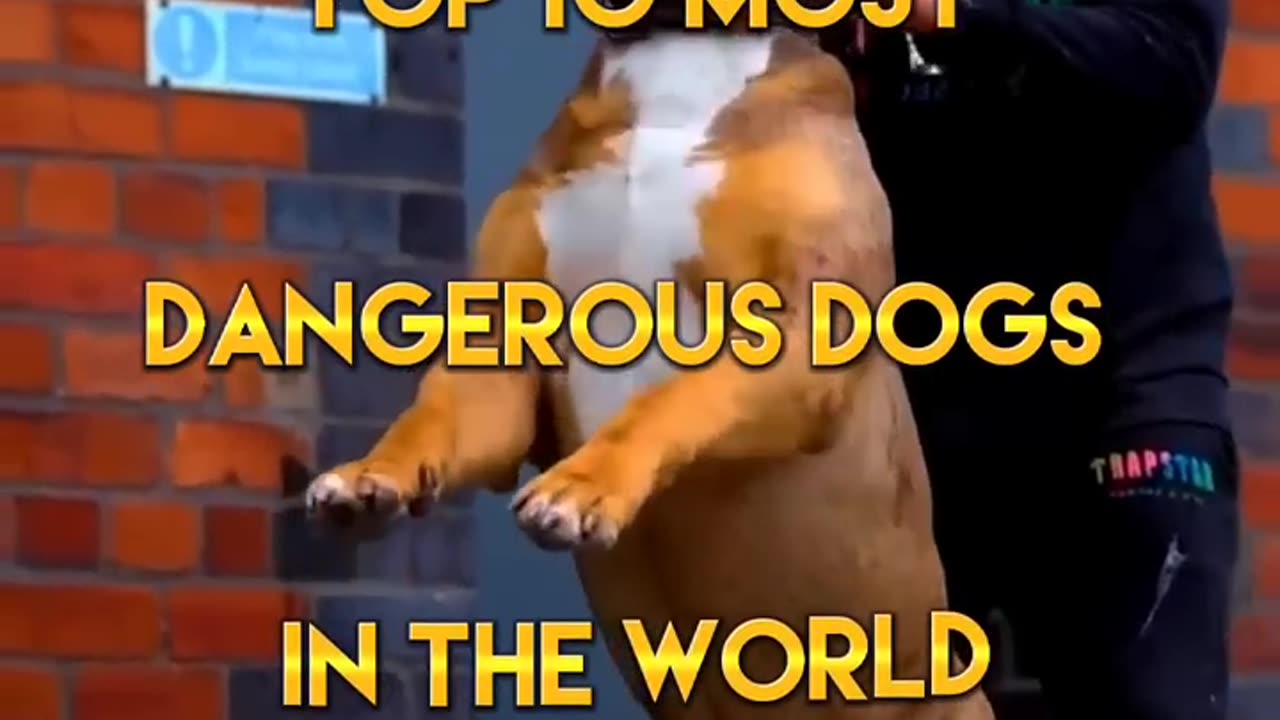 Top 10 most dangerous dogs in the world