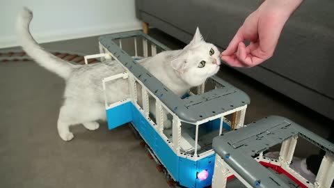 Adorable Cats: Captivating Hearts Everywhere!