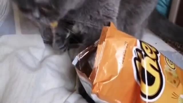 Cat: i have it