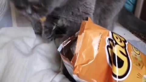 Cat: i have it