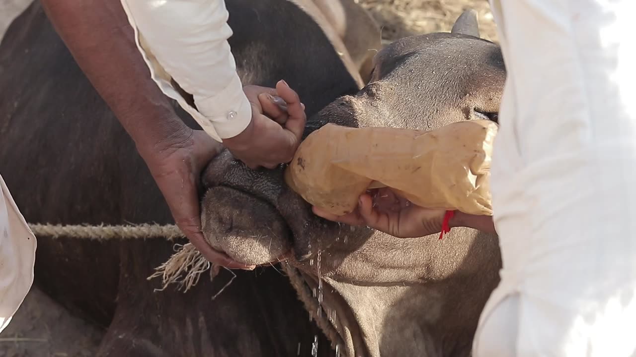 Amazing Baby Calf Video