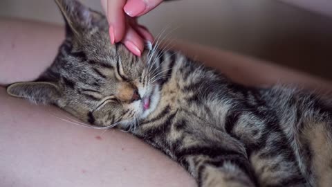 Kitten sleeping with tongue outside