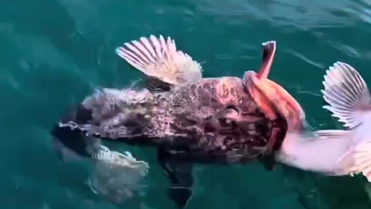 Radioactive Fish caught in Viral Kayak Fishing video!