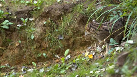 Fishing Cat: The Cat That Hunts Underwater