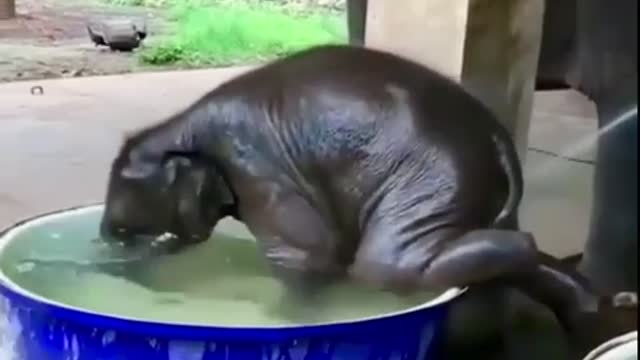 Bath time for cute baby elephant