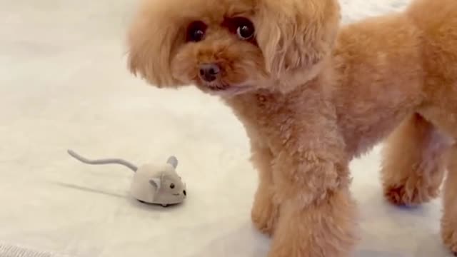 A dog likes to watch a cat catch a mouse