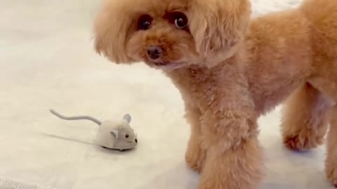 A dog likes to watch a cat catch a mouse