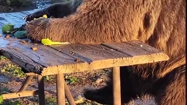 Funny Animals Video #5