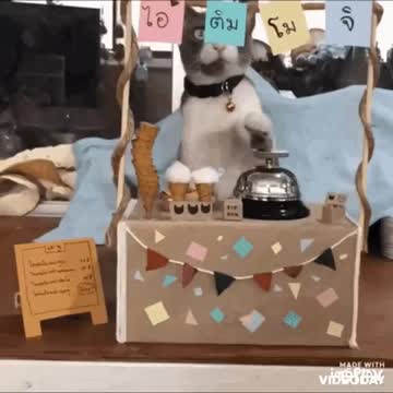 Cute Cat Gif! 🥰💗🐈