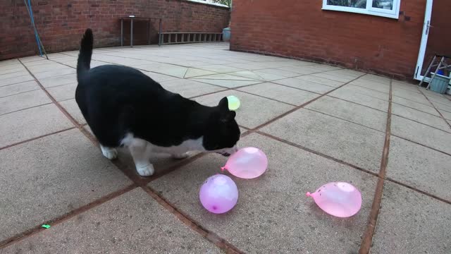 Cat Vs Water Balloon