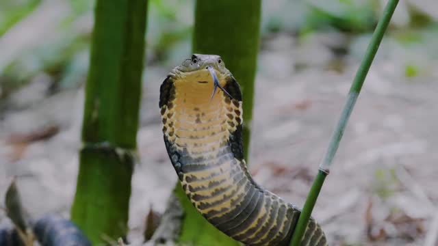 One of the most dangerous snakes in the world