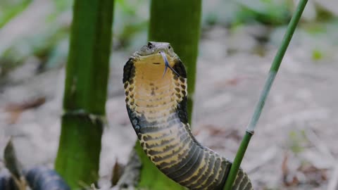 One of the most dangerous snakes in the world