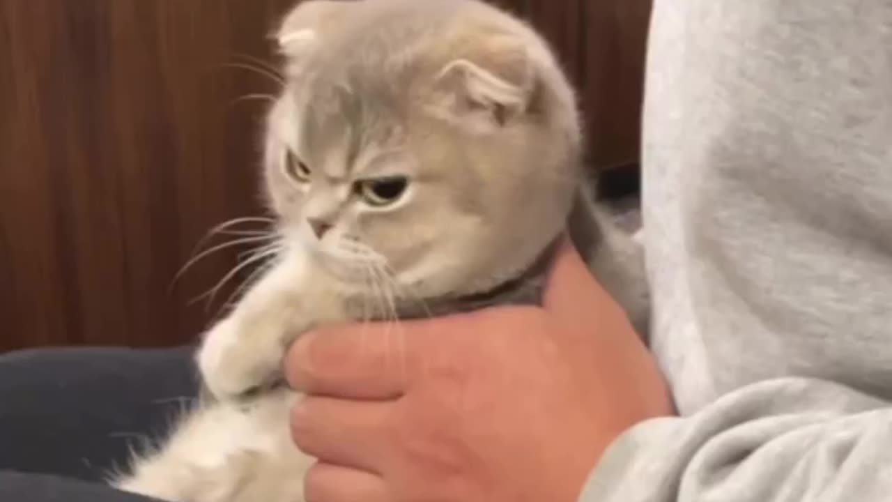 Cat funny video 🤣🤣