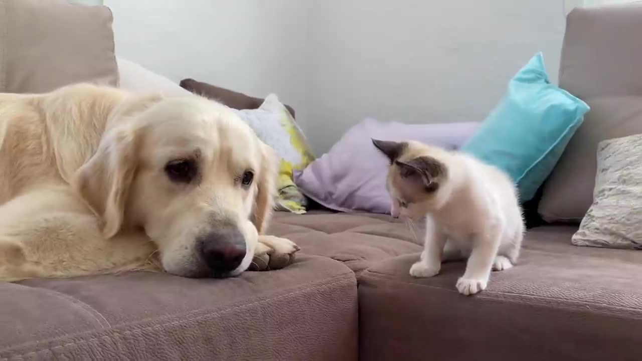 Golden Retriever and Kitten Play as Best Friends!