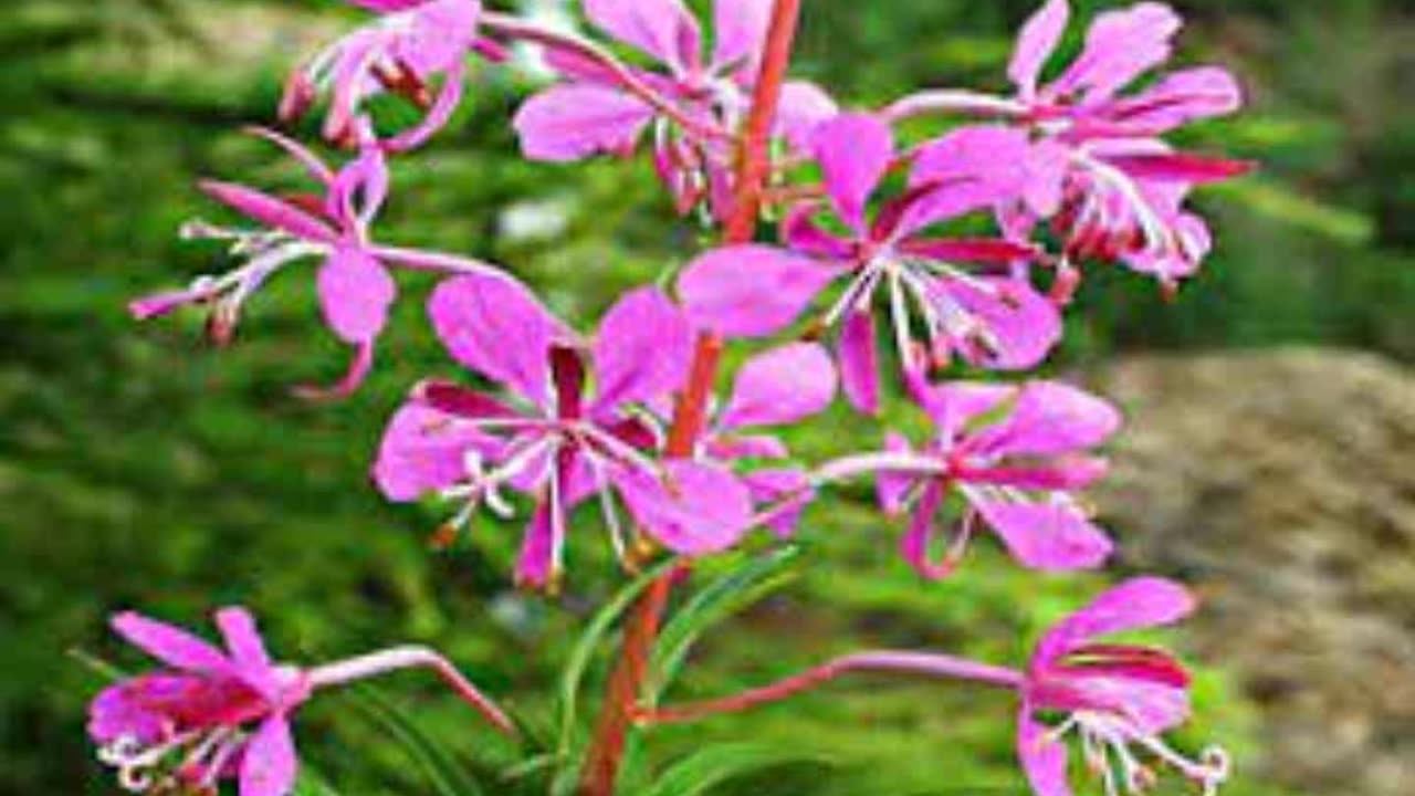 Willow Herb Epilobium